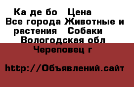 Ка де бо › Цена ­ 25 - Все города Животные и растения » Собаки   . Вологодская обл.,Череповец г.